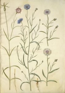 Agrostemma githago (obyčejný kámen); Centaurea cyanus (chrpa) od Hans Simon Holtzbecker