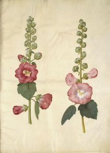 Alcea rosea (stokrosa) od Hans Simon Holtzbecker