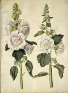 Alcea rosea (stokrosa) od Hans Simon Holtzbecker