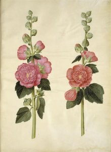 Alcea rosea (stokrosa) od Hans Simon Holtzbecker