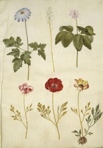 Anemone apennina (Apeninská sasanka); Tiarella cordifolia (květ z pěny obecné); Anemone trifolia (sasanka trojitá); Ranunculus asiaticus (pryskyřník zahradní) od Hans Simon Holtzbecker