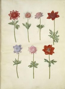 Anemone coronaria (sasanka franská) od Hans Simon Holtzbecker
