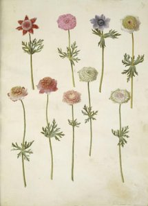 Anemone coronaria (sasanka franská) od Hans Simon Holtzbecker