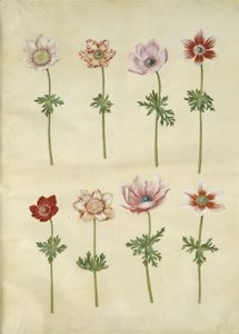 Anemone coronaria (sasanka franská) od Hans Simon Holtzbecker