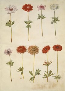 Anemone coronaria (francouzská sasanka); Sasanka ×fulgens (lesklá sasanka) od Hans Simon Holtzbecker