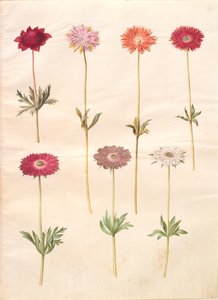 Anemone coronaria (francouzská sasanka); Sasanka ×fulgens (lesklá sasanka) od Hans Simon Holtzbecker