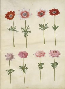 Anemone coronaria L. (sasanka francouzská); Anemone pavonina (paví sasanka) od Hans Simon Holtzbecker
