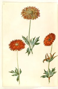 Sasanka ×fulgens (lesklá sasanka) od Hans Simon Holtzbecker