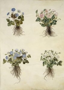 Anemone hepatica (modrá sasanka) od Hans Simon Holtzbecker