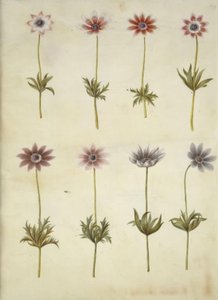 Anemone pavonina (paví sasanka) od Hans Simon Holtzbecker