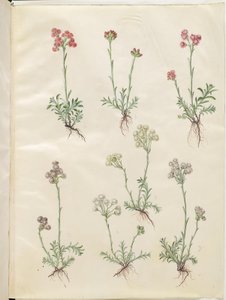 Antennaria dioica (kočičí noha) od Hans Simon Holtzbecker