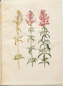 Antirrhinus majus (have-løvemund) od Hans Simon Holtzbecker