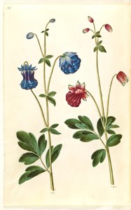 Aquilegia vulgaris (kolumbína obecná) od Hans Simon Holtzbecker