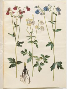 Aquilegia vulgaris (kolumbína obecná) od Hans Simon Holtzbecker