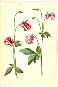 Aquilegia vulgaris (kolumbína obecná) od Hans Simon Holtzbecker