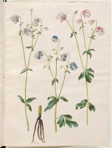 Aquilegia vulgaris (kolumbína obecná) od Hans Simon Holtzbecker