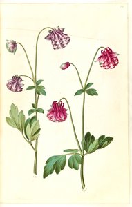 Aquilegia vulgaris (kolumbína obecná) od Hans Simon Holtzbecker