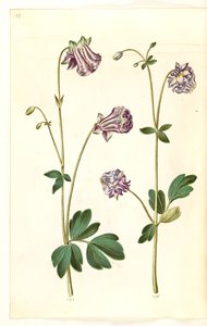 Aquilegia vulgaris (kolumbína obecná) od Hans Simon Holtzbecker
