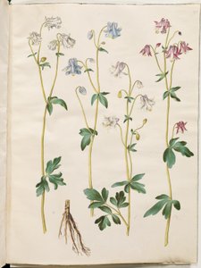 Aquilegia vulgaris (kolumbína obecná) od Hans Simon Holtzbecker