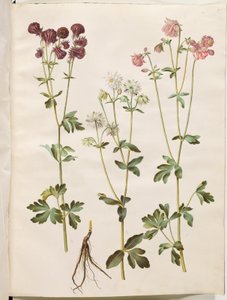 Aquilegia vulgaris (kolumbína obecná) od Hans Simon Holtzbecker
