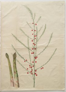 Asparagus officinalis od Hans Simon Holtzbecker