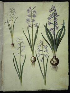 Brimeura amethystina (pyrenejská modř); Orientální hyacint (Almindelig hyacint) od Hans Simon Holtzbecker