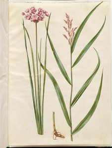 Butomus umbellatus (svíce nevěsty); Phragmites australis (rákos obecný) od Hans Simon Holtzbecker