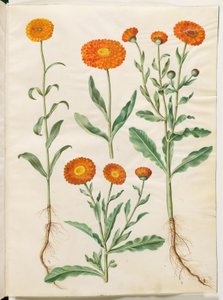 Calendula officinalis (měsíček zahradní) od Hans Simon Holtzbecker
