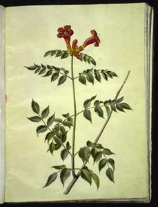 Campsis radicans (trubka obecná) od Hans Simon Holtzbecker