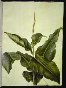 kanna (oko) od Hans Simon Holtzbecker