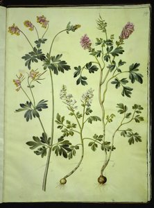 Capnoides sempervirens (harlekýn); Corydalis solida (skřivánek dlouhostopkatý) od Hans Simon Holtzbecker