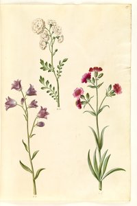 Cardamine pratensis (řeřicha luční); Campanula rotundifolia (?) (zvonek trpící); Silene vulgaris (?) (můra močového měchýře) od Hans Simon Holtzbecker