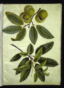 Castanea sativa (pravý kaštan) od Hans Simon Holtzbecker