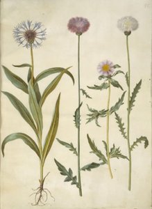 Centaurea montana (křídlatka horská); Amberboa moschata (sultán vůně) od Hans Simon Holtzbecker
