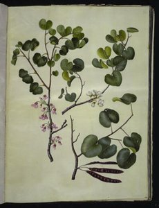 Cercis siliquastrum (almindelig judastræ) od Hans Simon Holtzbecker