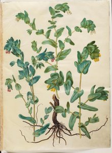 Cerinthe major (stor voksurt) od Hans Simon Holtzbecker