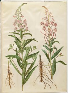 Chamerion angustifolium (smalbladet gederams) od Hans Simon Holtzbecker