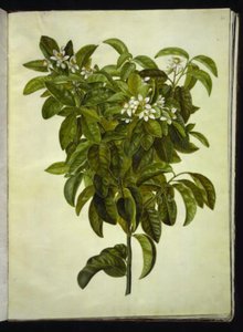 Citrus limon (běžný citron) od Hans Simon Holtzbecker