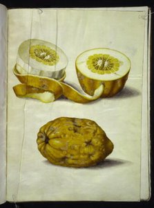 Citrus medica (cedrat) od Hans Simon Holtzbecker