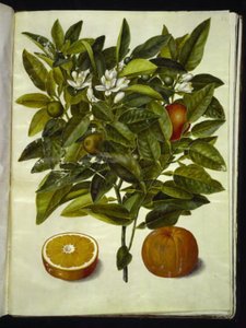 Citrus sinensis (pomeranč) od Hans Simon Holtzbecker