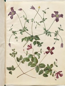 Clematis viticella (italsky skovranke) od Hans Simon Holtzbecker
