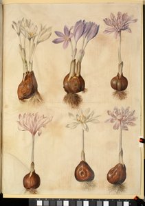 Colchicum autumnale od Hans Simon Holtzbecker