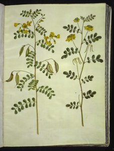 Colutea arborescens (měchýřník obecný); Hippocrepis emerus (keřová podkova) od Hans Simon Holtzbecker