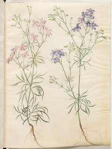 Consolida Regalis (Korn-Riedersfoor) od Hans Simon Holtzbecker