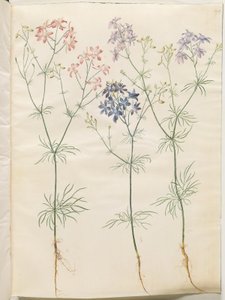 Consolida Regalis (Korn-Riedersfoor) od Hans Simon Holtzbecker