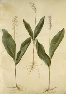 Convallaria majalis (lilie); Convallaria majalis (odrůda konvalinky) od Hans Simon Holtzbecker