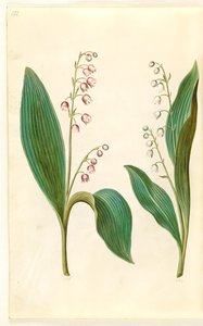 Convallaria majalis rosea (červená konvalinka); Convallaria majalis (konvalinka) od Hans Simon Holtzbecker