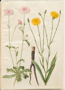 Crepis rubra (jestřábník červený); Scorzonera hispanica (zahradní scorzones) od Hans Simon Holtzbecker