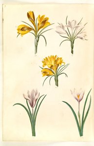 Crocus úzkolistý (balkánský krokus); Crocus versicolor (alpe-crocus); Jarní krokus (?) (vår-krokus) od Hans Simon Holtzbecker