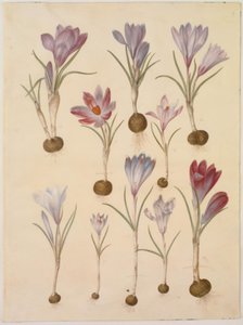 Crocus vernus (jarní krokus) od Hans Simon Holtzbecker